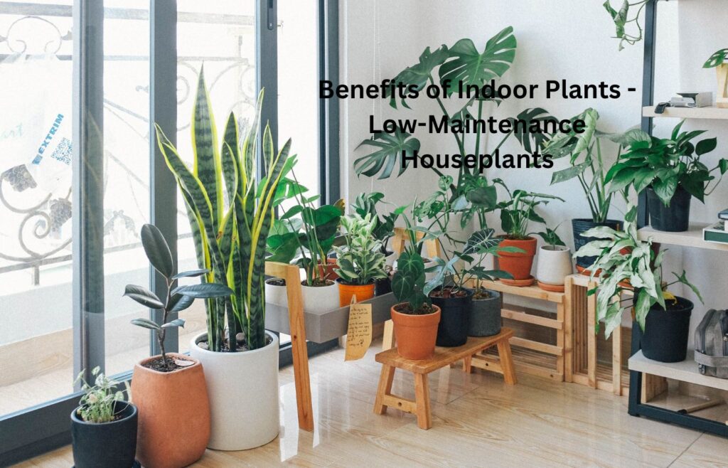 Benefits of Indoor Plants - Low-Maintenance Houseplants