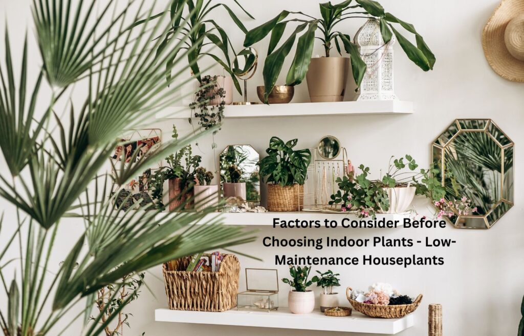 Factors to Consider Before Choosing Indoor Plants - Low-Maintenance Houseplants