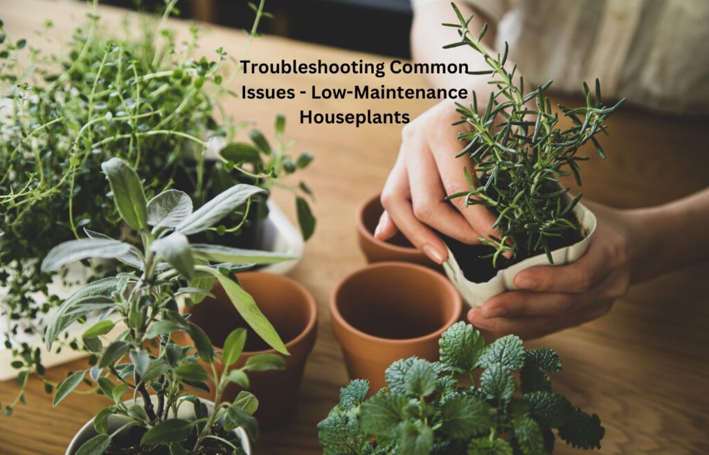 Troubleshooting Common Issues - Low-Maintenance Houseplants