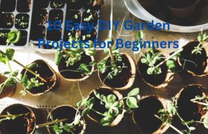 Garden Projects for Beginners