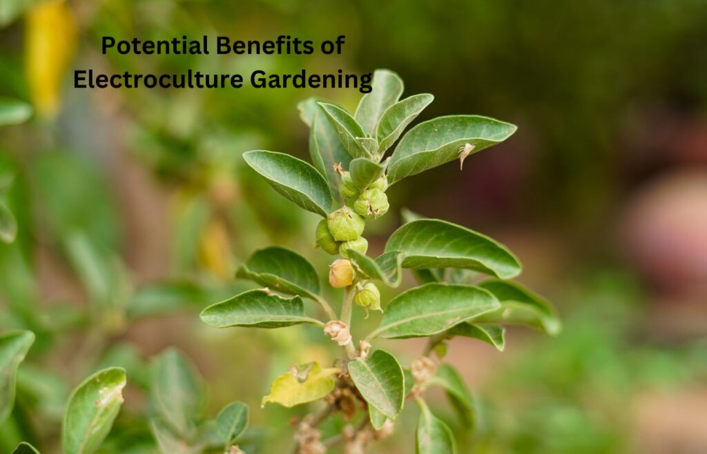Potential Benefits of Electroculture Gardening
