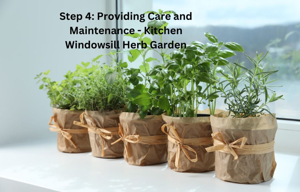 Step 4: Providing Care and Maintenance - Kitchen Windowsill Herb Garden