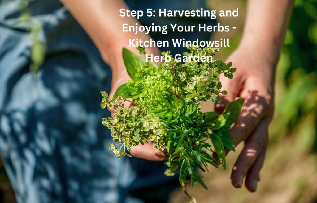Step 5: Harvesting and Enjoying Your Herbs - Kitchen Windowsill Herb Garden