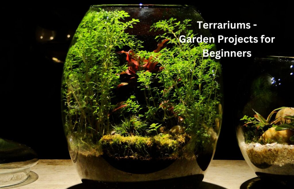 Terrariums - Garden Projects for Beginners