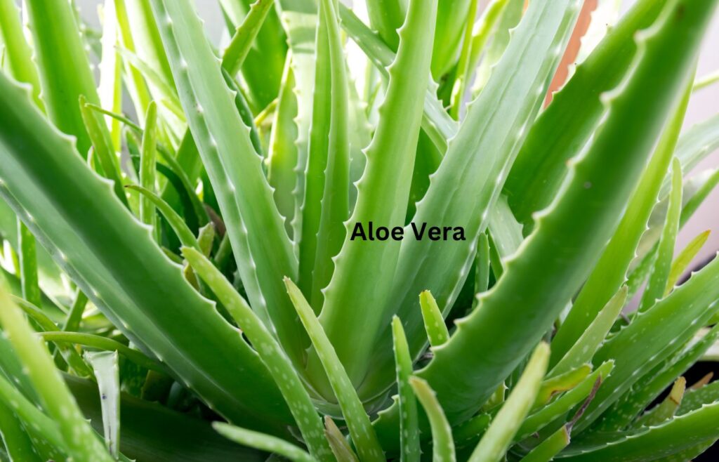 Aloe Vera