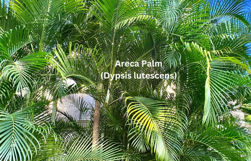 Areca Palm (Dypsis lutescens) - Indoor Plants for Clean Air