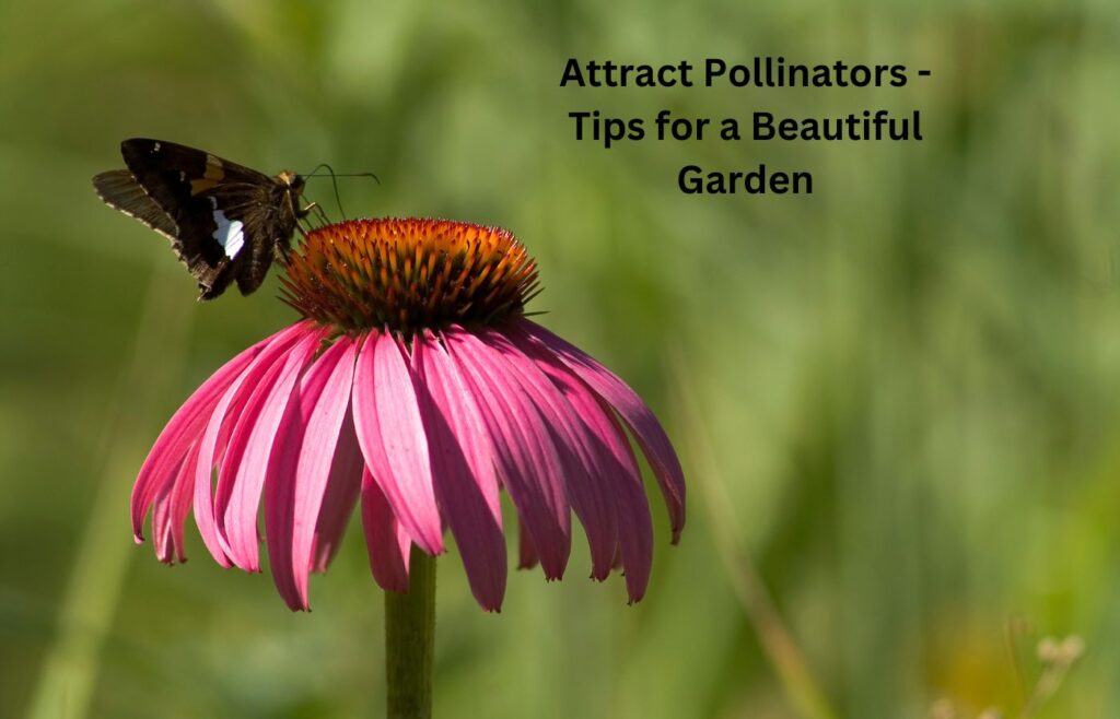 Attract Pollinators - Tips for a Beautiful Garden