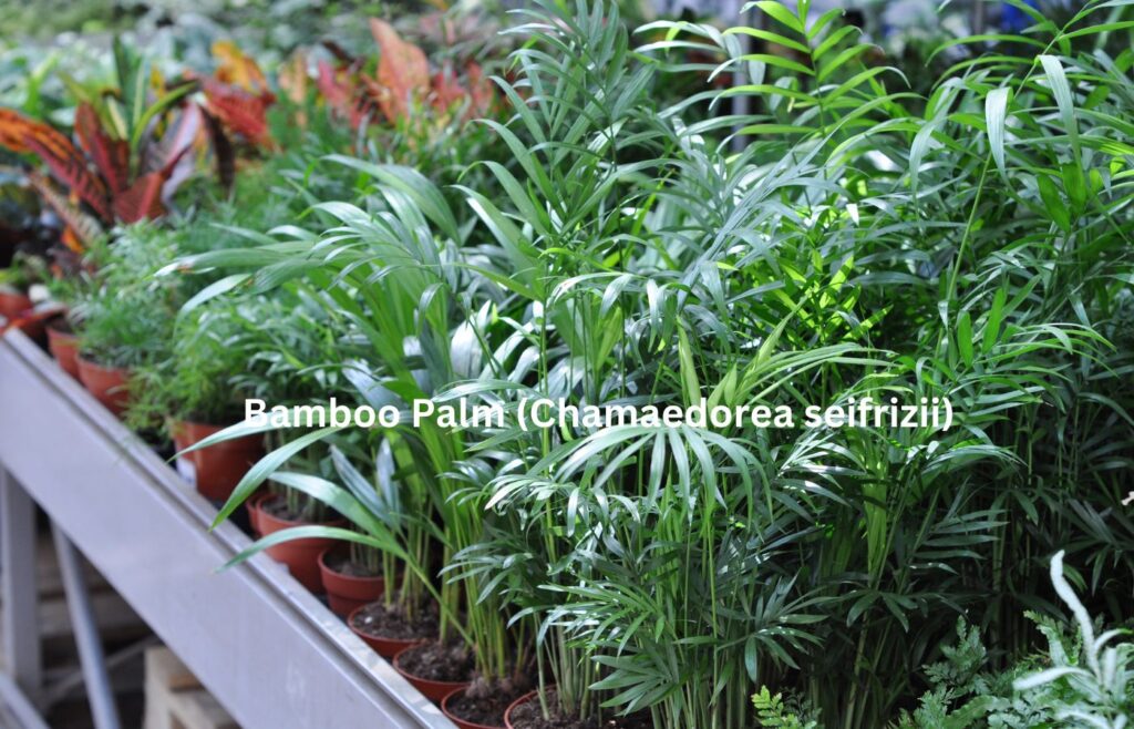 Bamboo Palm (Chamaedorea seifrizii) - Indoor Plants for Clean Air