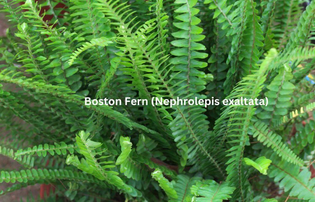 Boston Fern (Nephrolepis exaltata) - Indoor Plants for Clean Air