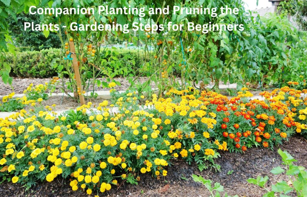 Companion Planting and Pruning the Plants - Gardening Steps for Beginners