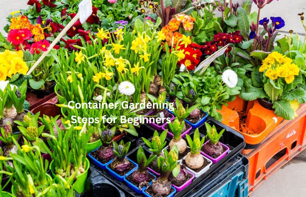 Container Gardening Steps for Beginners