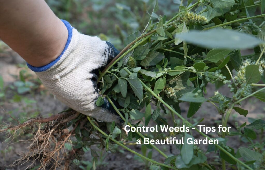 Control Weeds - Tips for a Beautiful Garden