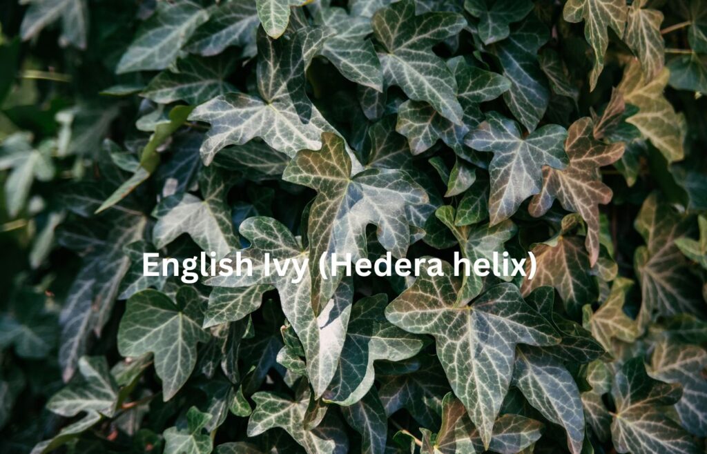 English Ivy (Hedera helix)- Indoor Plants for Clean Air