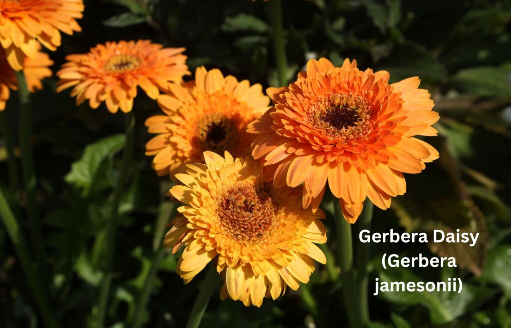 Gerbera Daisy (Gerbera jamesonii) - Indoor Plants for Clean Air