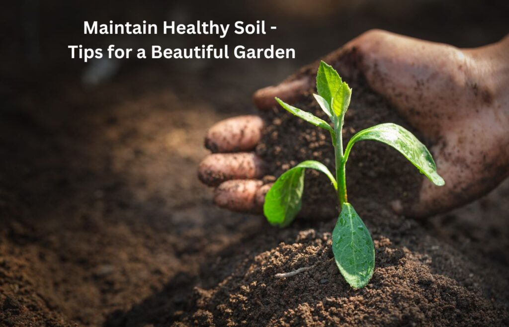 Maintain Healthy Soil - Tips for a Beautiful Garden