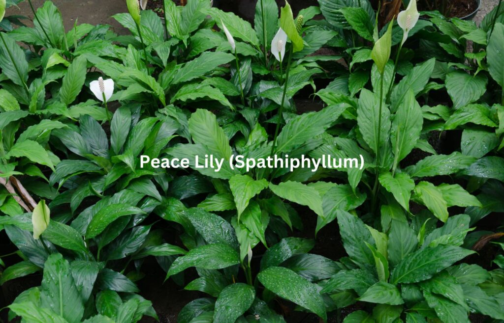 Peace Lily (Spathiphyllum)- Indoor Plants for Clean Air