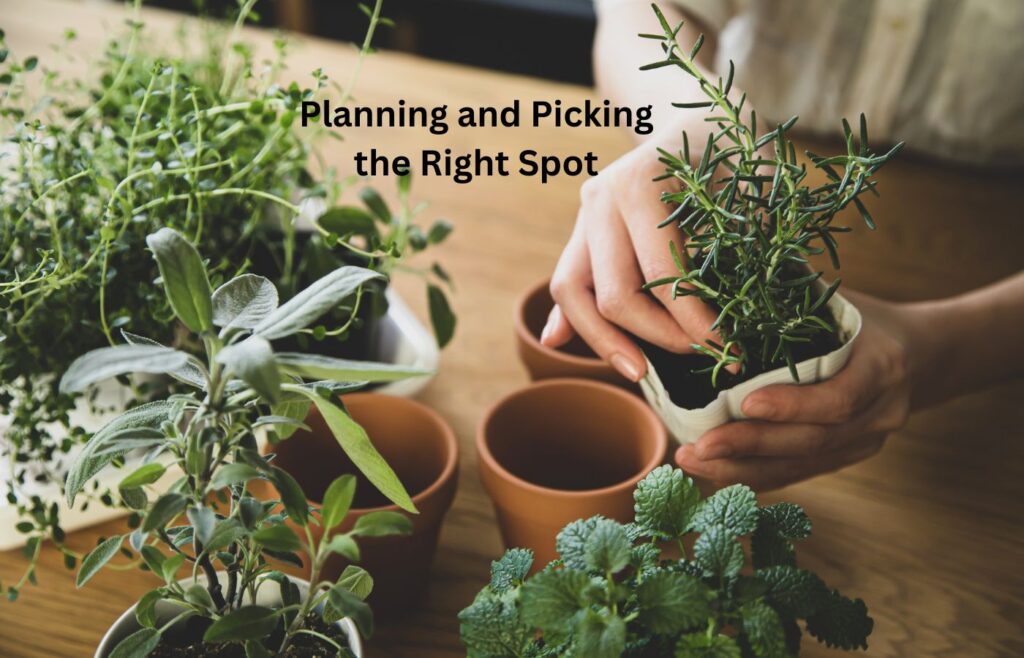 Picking Your Type of Plants - Gardening Steps for Beginners
