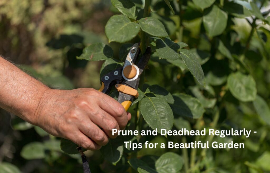 Prune and Deadhead Regularly - Tips for a Beautiful Garden