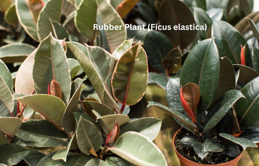 Rubber Plant (Ficus elastica) Indoor Plants for Clean Air