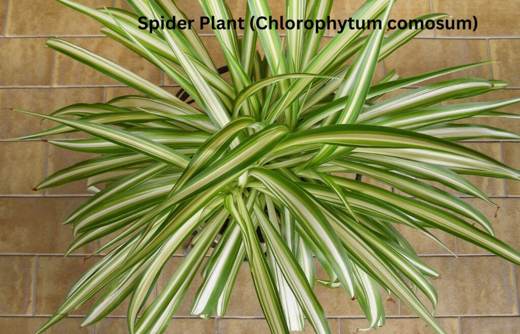 Spider Plant (Chlorophytum comosum) - Indoor Plants for Clean Air