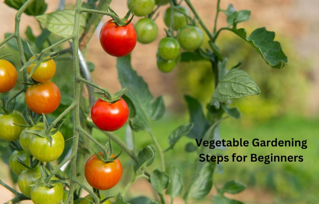 Vegetable Gardening Steps for Beginners 